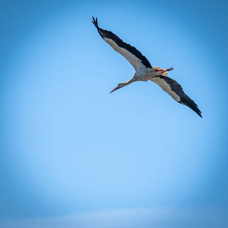Une cigogne volant au-dessus entourée d'un ciel bleu.