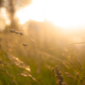 Nature.