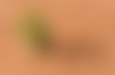 Meio ambiente à mingua