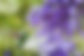 colibri 4. esta .jpg