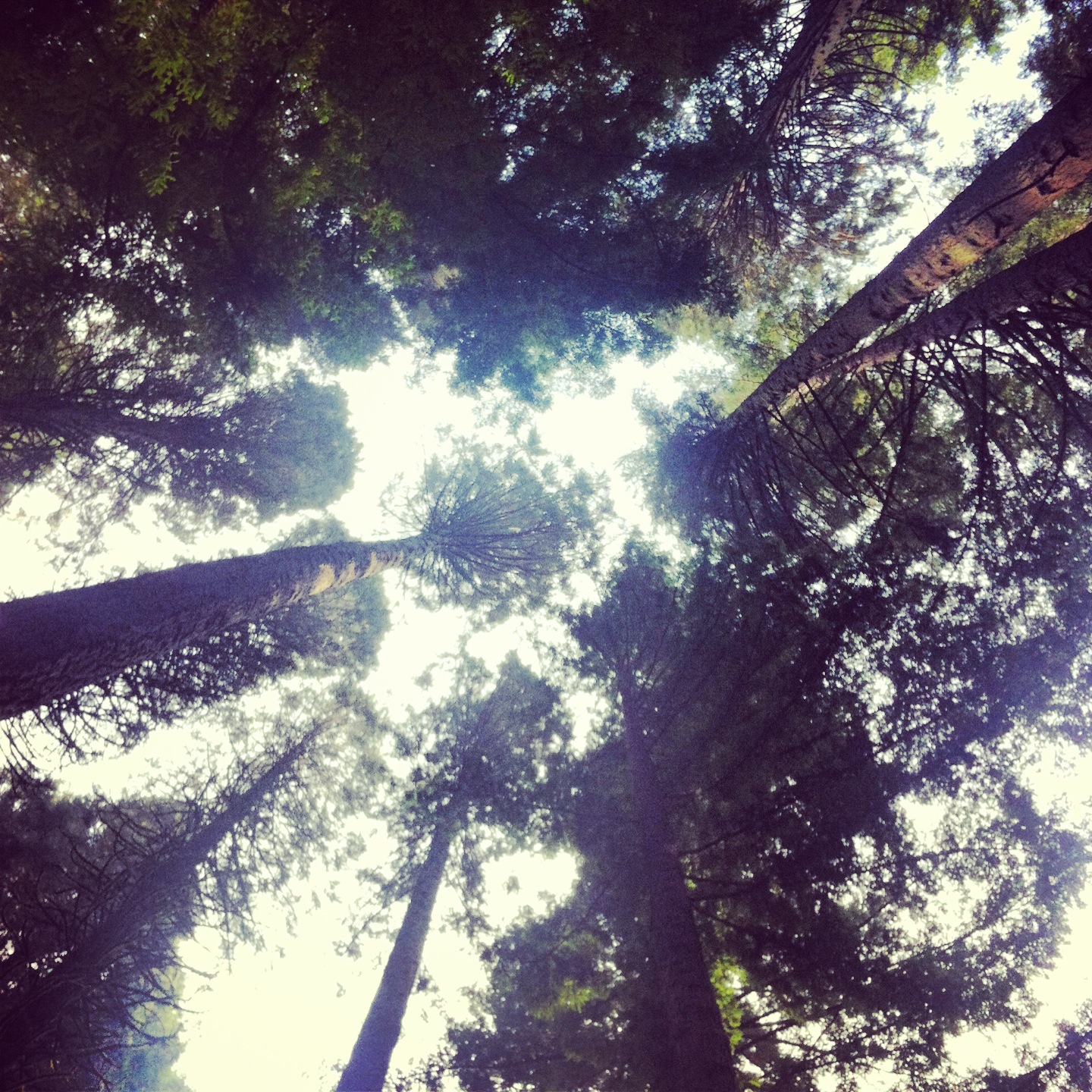 quickandtumble_portland_forest_sigrid_boyer