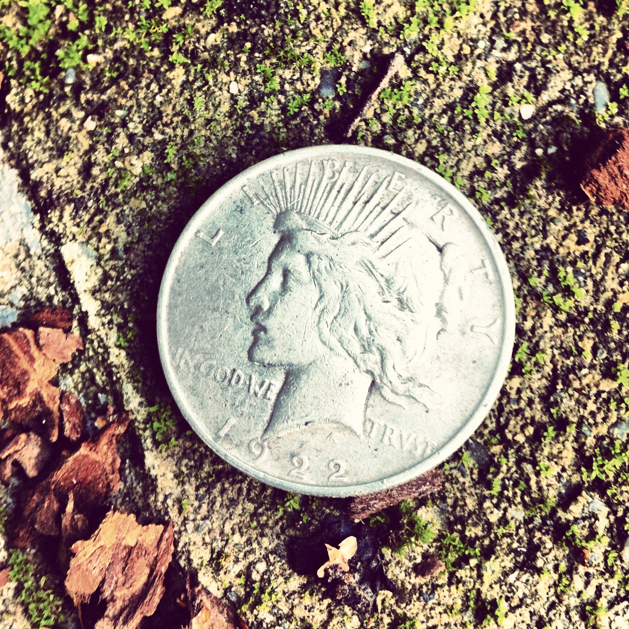 silver dollar_sigrid_boyer
