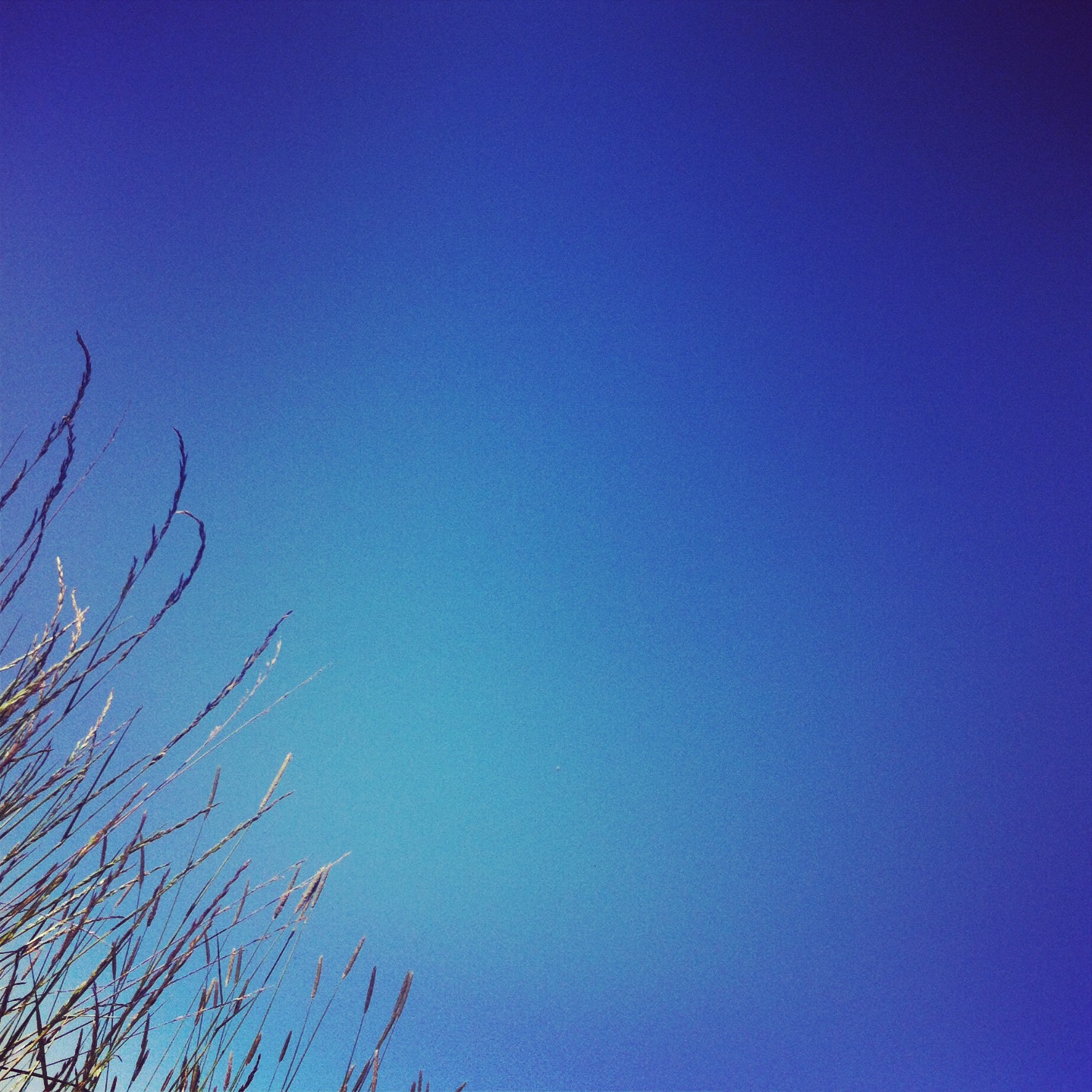 american_tumbleweed_sky_field