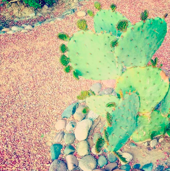 lascruces_american tumbleweed_cacti