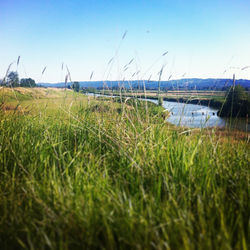 american_tumbleweed_sauvie_river