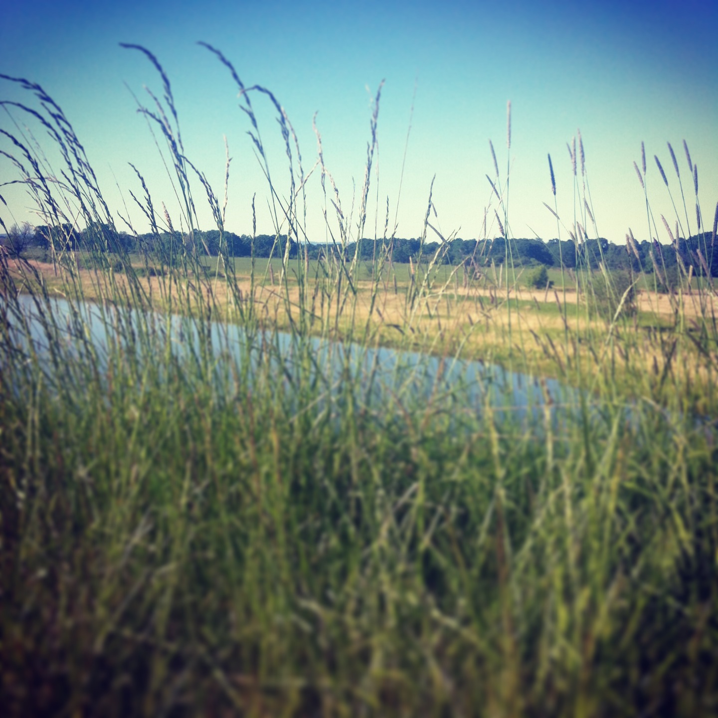 american_tumbleweed_sauvie_myview