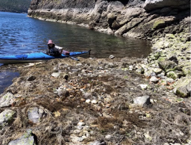 horse clam photo.png