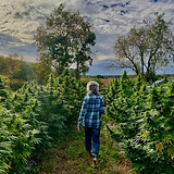 Hemp Fields, Wisconsin