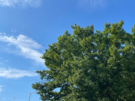 Tree top with green leaves in front of a blue sky and wispy clouds