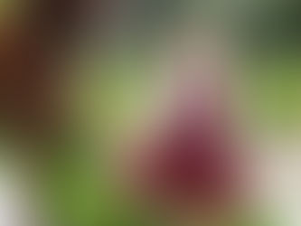 Shine Your Princess - Qatar base brand.