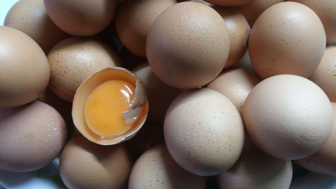 HUEVOS DE GALLINAS FELICES ALIMENTADAS CON MAIZ ORGANICO