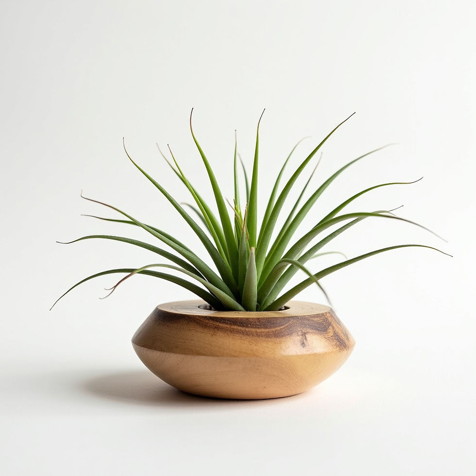 Air Plant Display