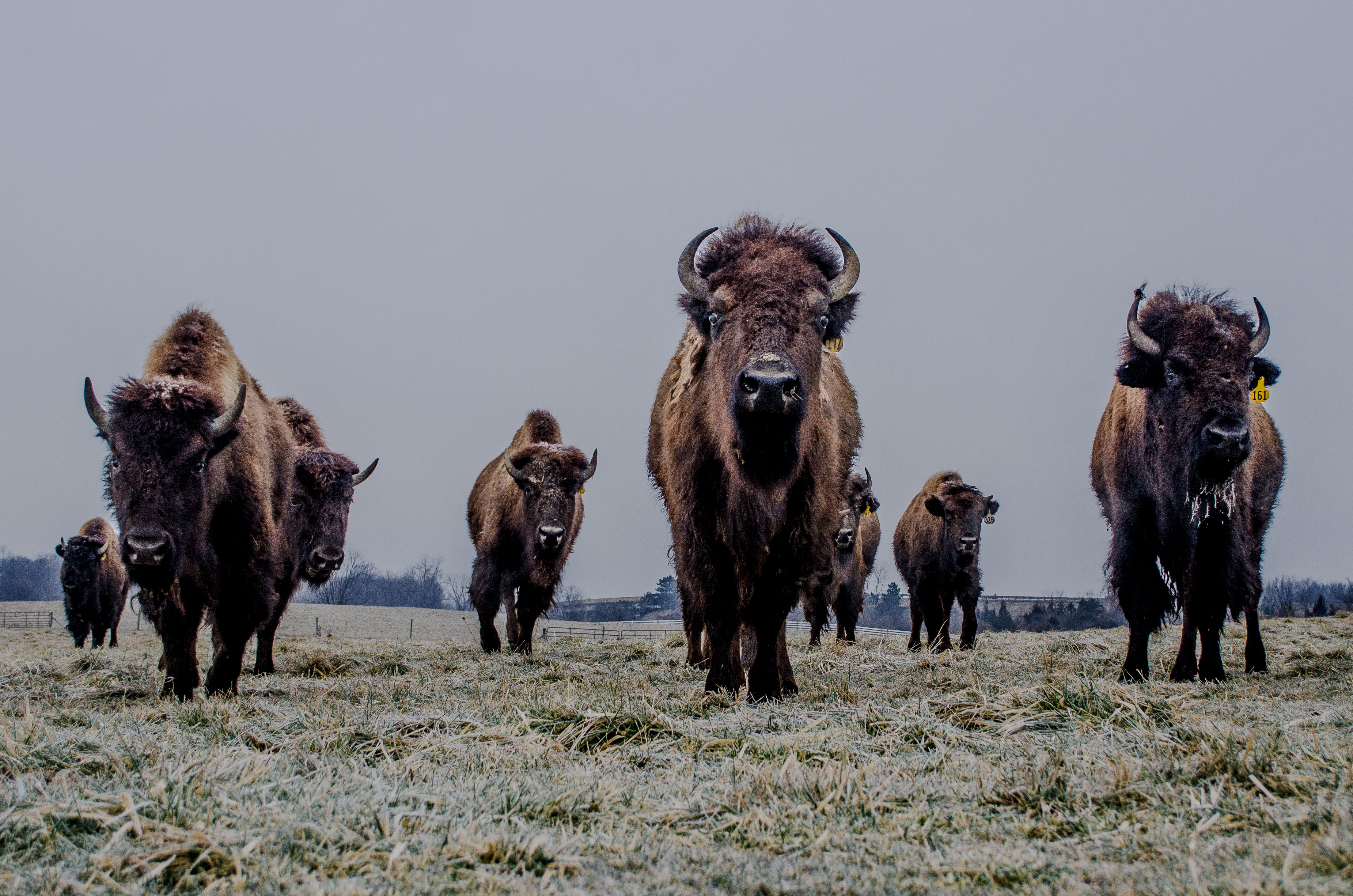 Bison No. 1, Ann Arbor, MI 2017