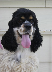 IMG_1624 Brandy 1.jpg