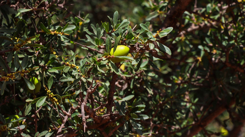 Ingredient Deep Dive: Argania Spinosa (Argan) Oil