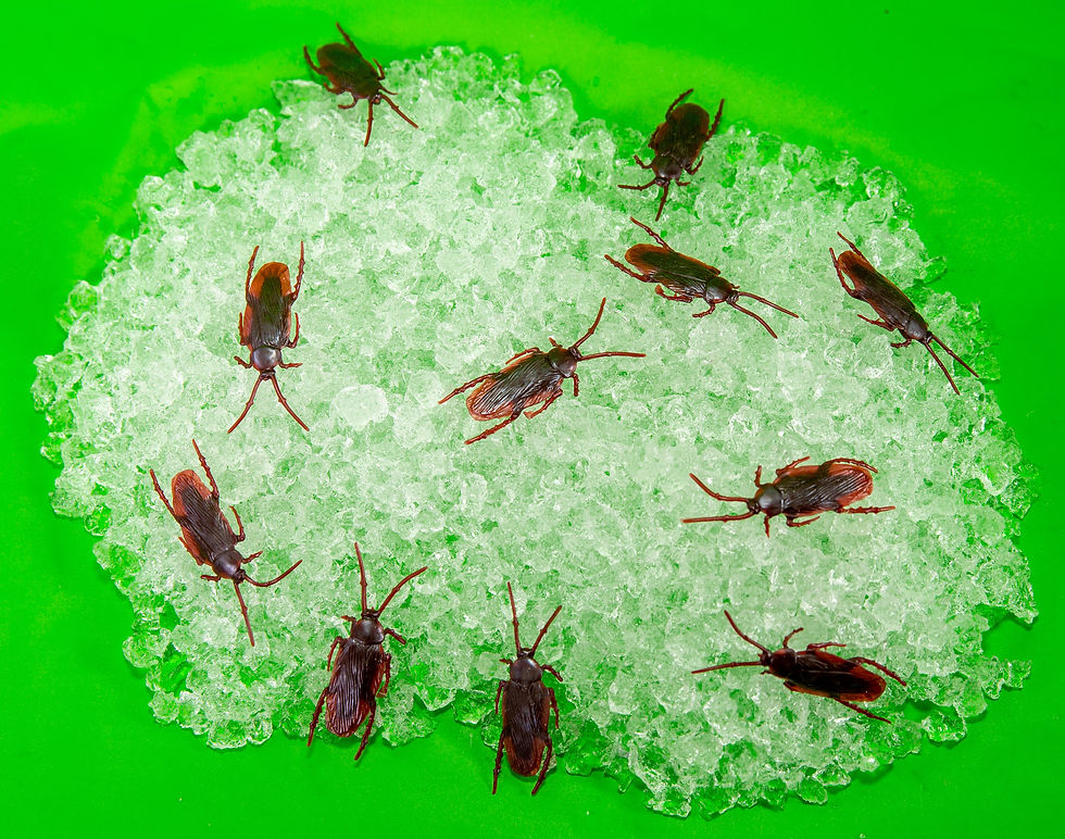 Thumbnail: Cricket and Dubia Roach Chow (2 Lbs.) - (1 Oz. Water Crystals)