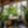 tranter83_Office_space_with_indoor_plants_15e8a891-b35b-4066-8fb9-a37f3d490435.png