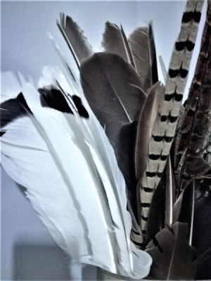 bloggif_piume.gif