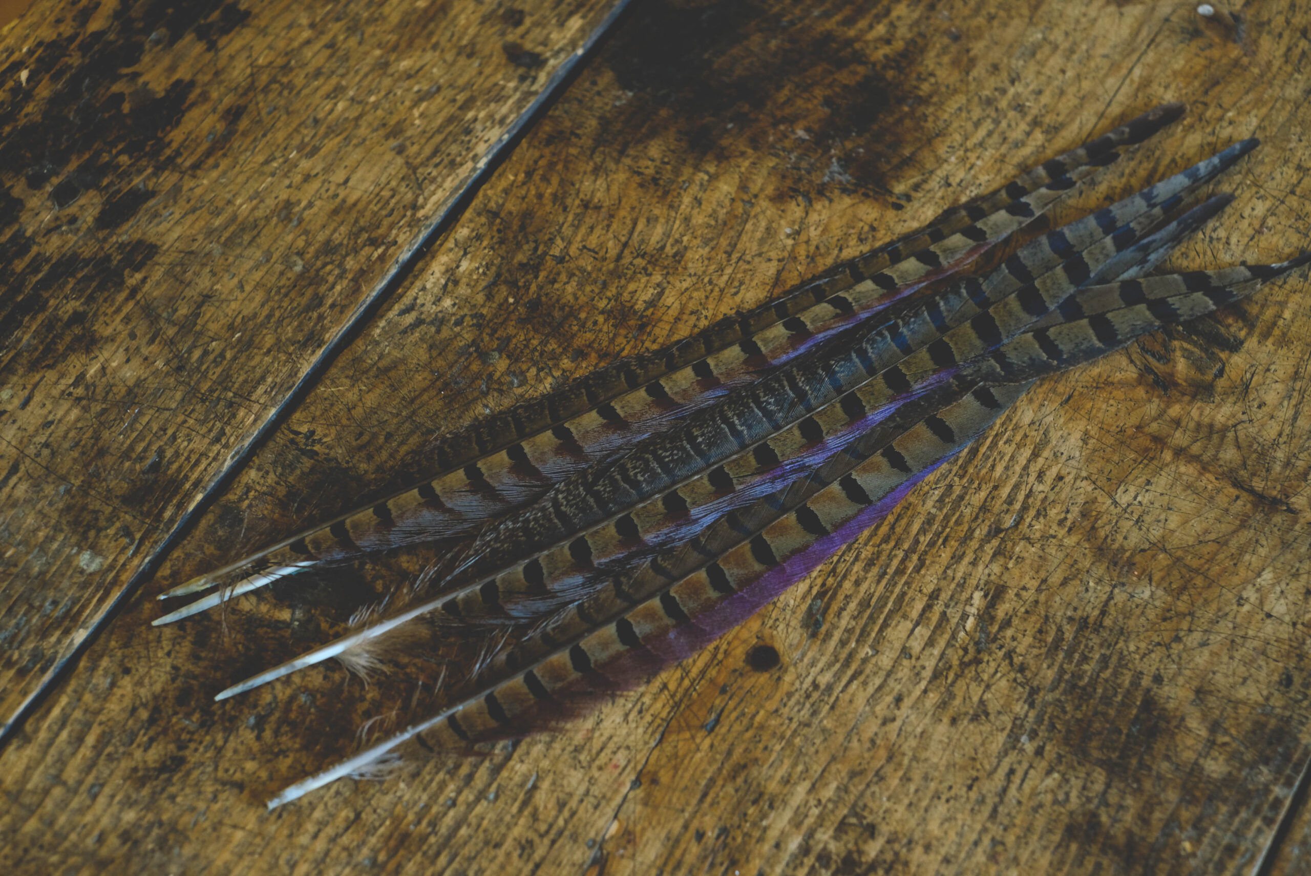 Lady pheasant feather