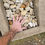 Thumbnail: Texas Native 2"