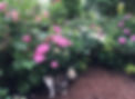 A1760AD9-58DE-4C14-9F56-8A1A41F877B0.jpeg