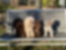 Unsere Rüden