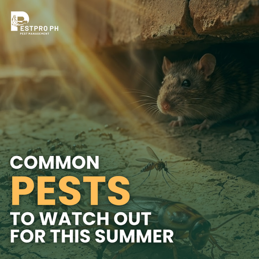 Essential Guide to Common Summer Pests You Should Know
