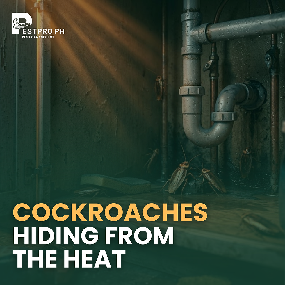 Cockroaches gather under metal pipes in a dim setting. Sunlight streams in.