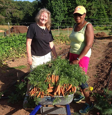Women stand with wheel barrow of carrots