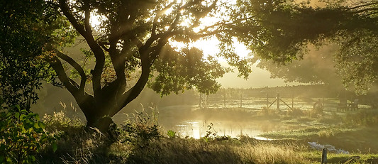Llwyn Onn oak tree and lake.