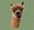 Alpaca Facebook link