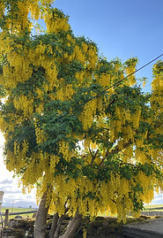 Laburnum at Llwyn Onn