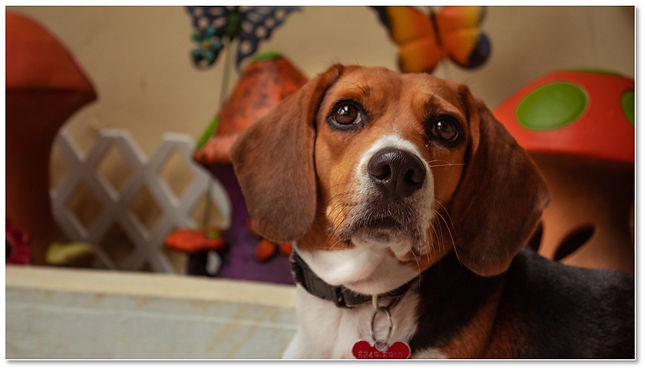 Retrato animañ.jpg