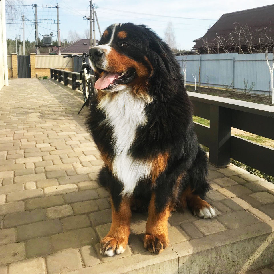 Yarly Mon Ame Fidele