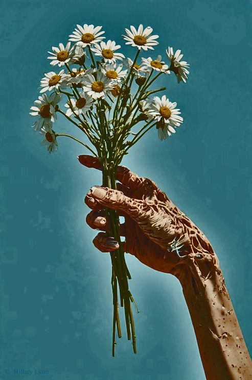 BP115 - Fist Full Daisies - H Lyon.jpg