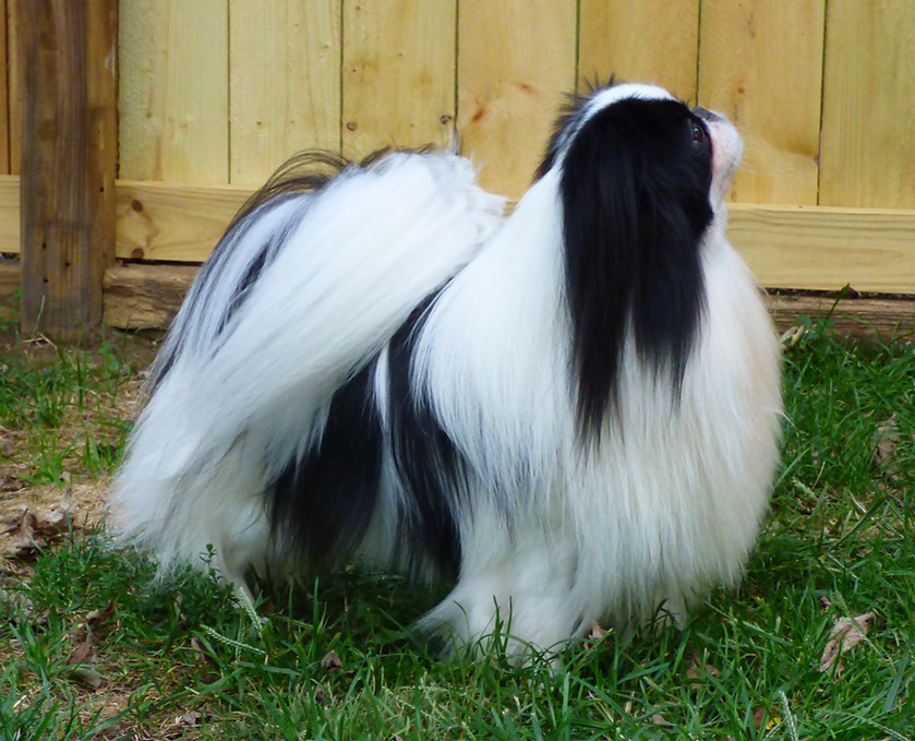 Imagine Japanese Chin