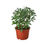 Thumbnail: Schefflera Moonlight 'Umbrella Plant'