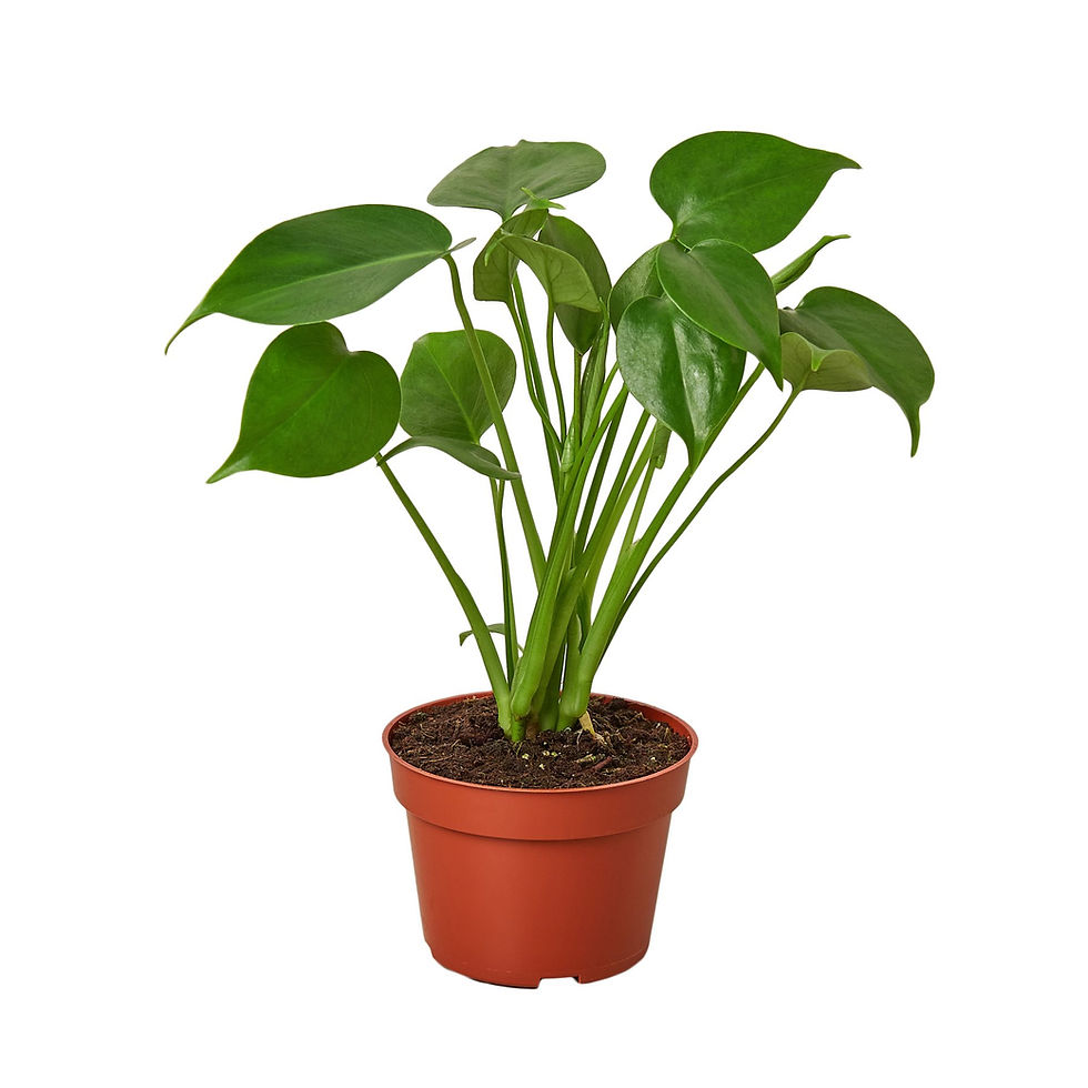 Thumbnail: Philodendron Monstera Split-Leaf