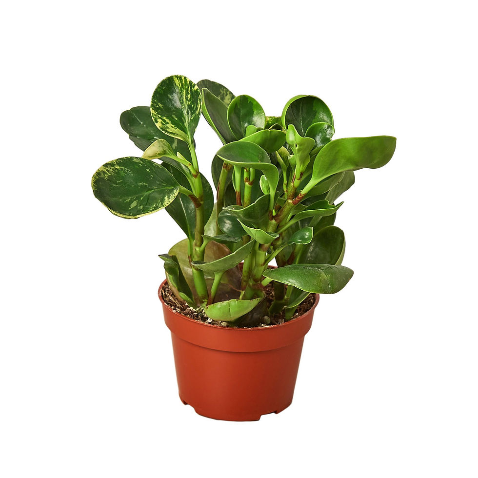 Thumbnail: Peperomia 'Marble'