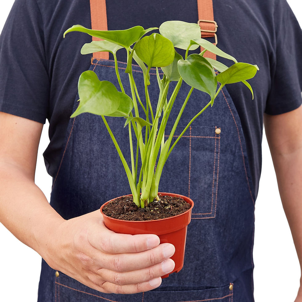 Thumbnail: Philodendron Monstera Split-Leaf