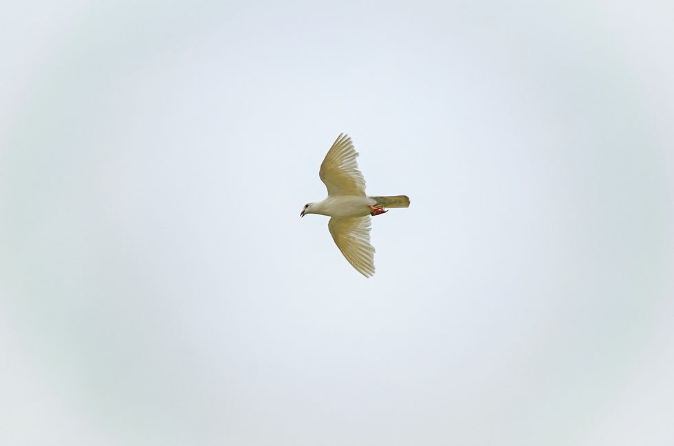 Thumbnail: Aneesh Chintamani Pandit | Wings of Freedom | Print | 18 x 12 in