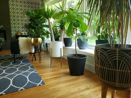 Gnats Enough: My Hilariously Desperate Quest to Evict Tiny Flying Menaces