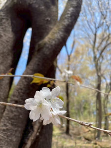 2026春の麗風会の森　活動参加者募集!!