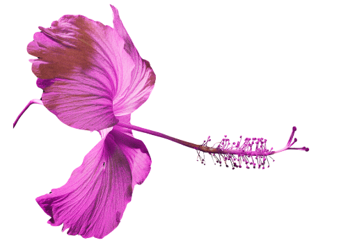 hibiscus flower pink.png