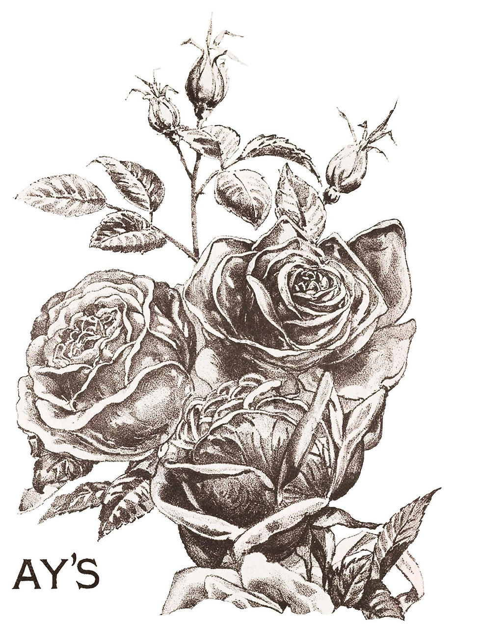 Thumbnail: May's Roses