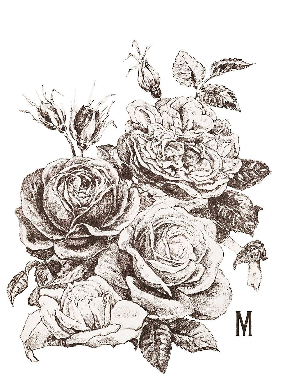 Thumbnail: May's Roses