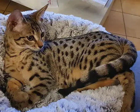 Le Savannah est une race de chats