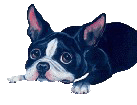 Ce gentil Boston terrier attend vos messages