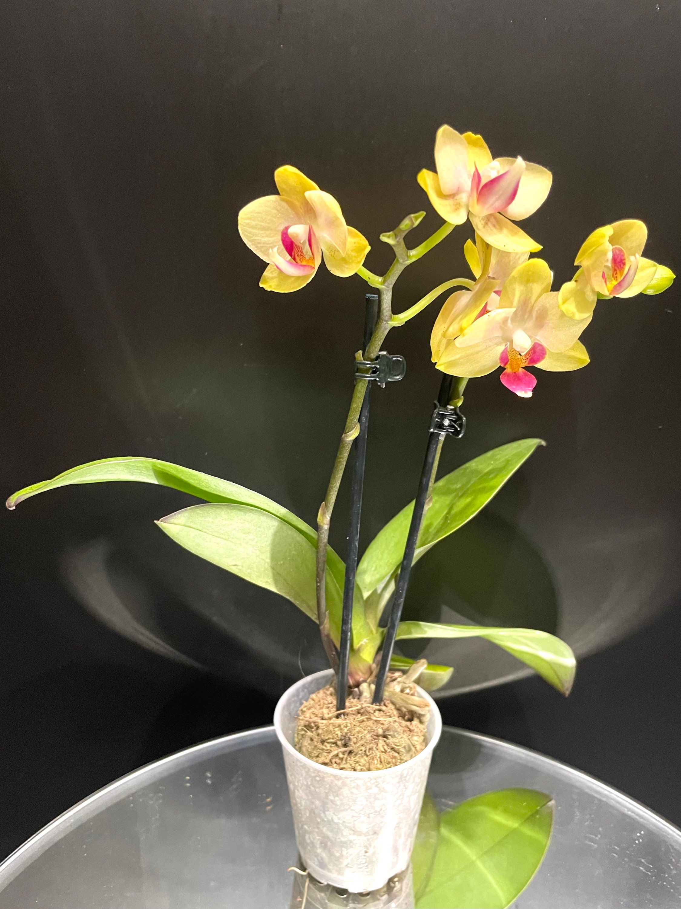 Orchidea Phalaenopsis Micro vaso 6
