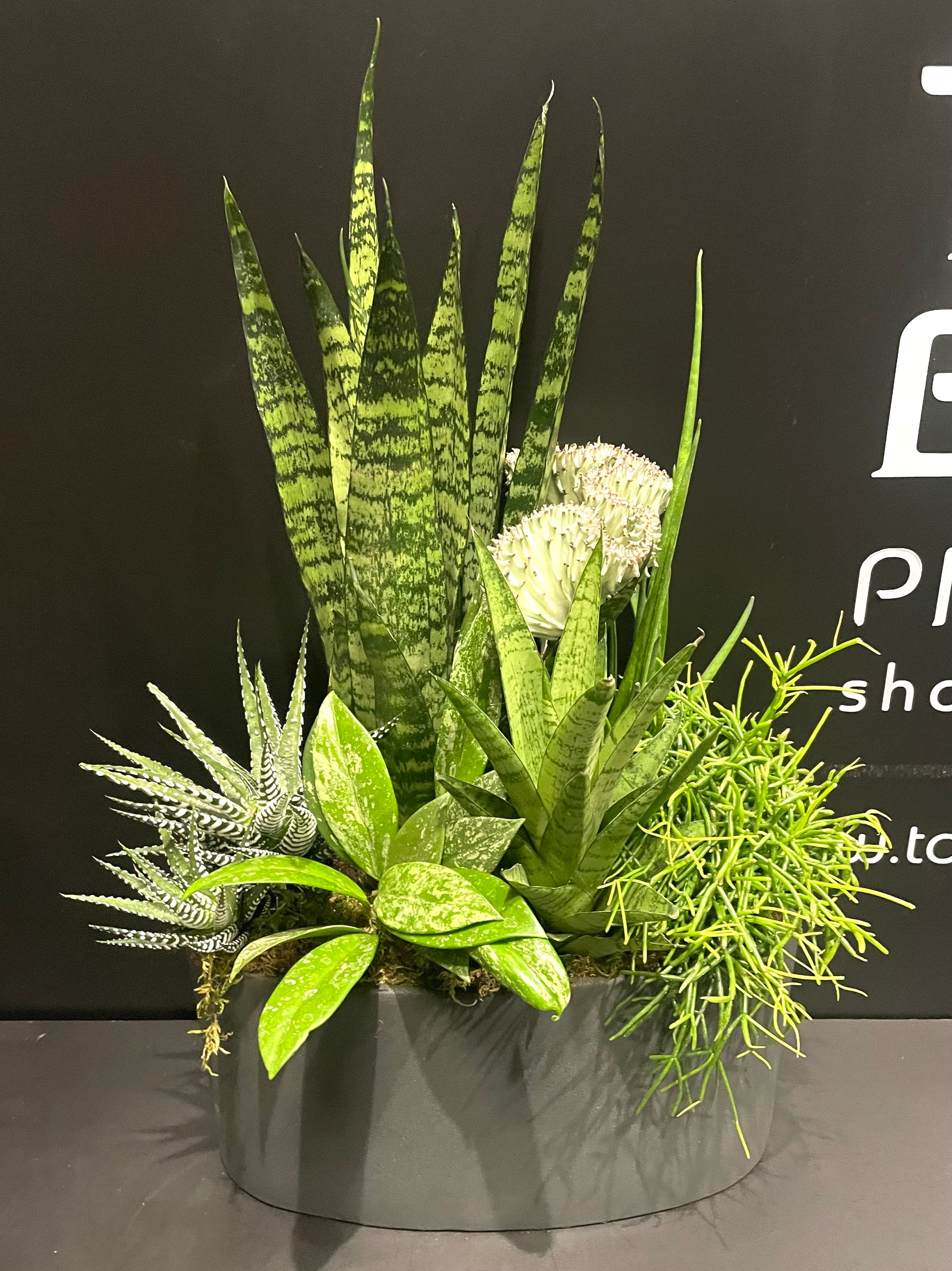 Composizione mix Piante Grasse 30x12 (Consegna solo su Roma)